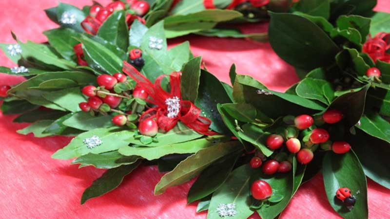 药效上,月桂叶可以减轻扭伤,瘀青和风湿所引起的疼痛.