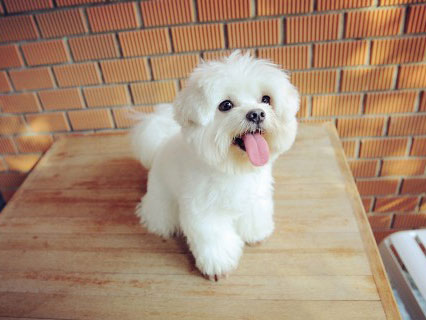 韩国狗狗带回国内方法大解析！