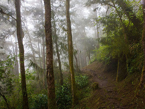 British Council播客——Rainforest Rule热带雨林法则