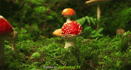 如此生动的蘑菇.