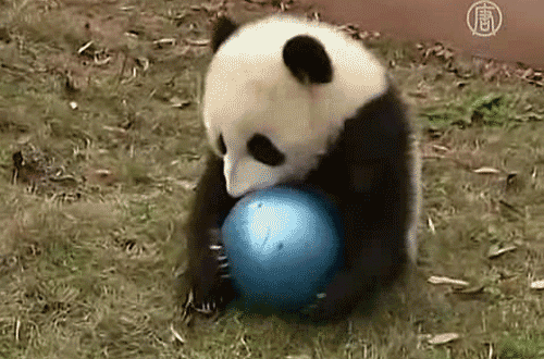 500_330gif 动态图 动图