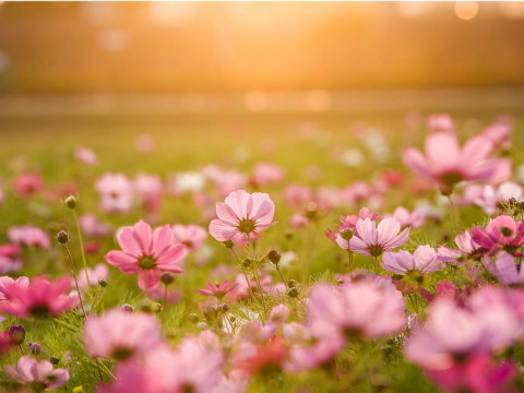 世界名校公开课视频_西安电子科技大学801半