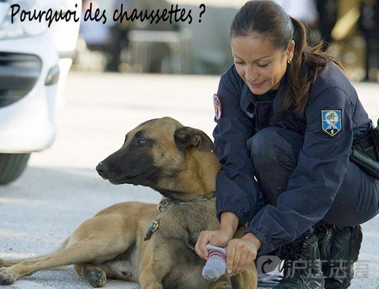 法国热点直播:法国警犬是这样炼成的 10 sep 2017