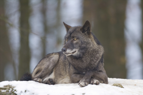 美剧 wolves represent 15–20% of the population, says breus.