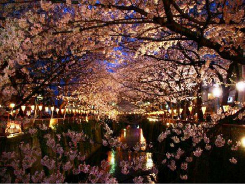 2018年日本十大樱花夜景观光圣地