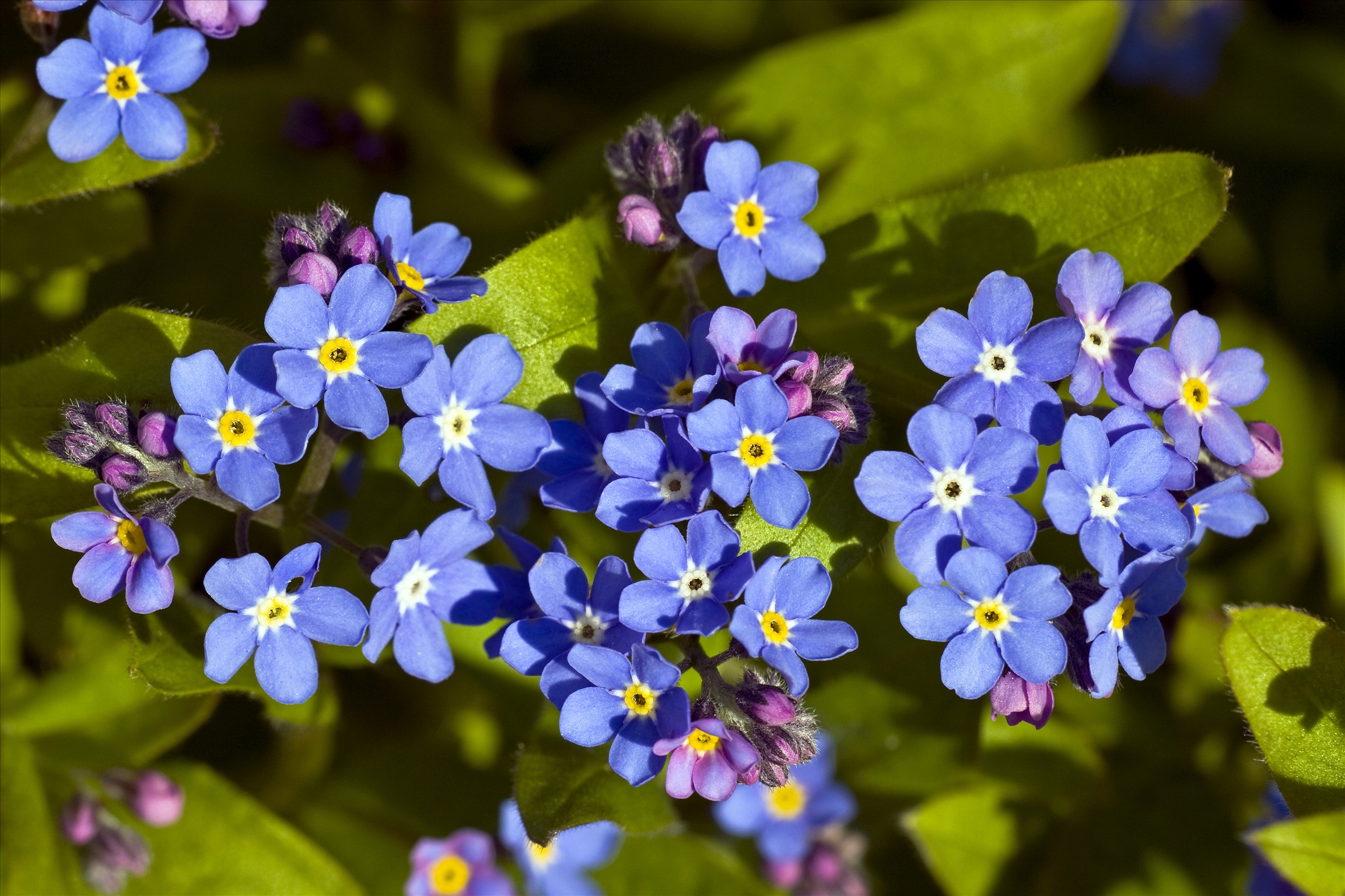 das vergissmeinnicht,   勿忘我 liebe und treue 爱和忠诚