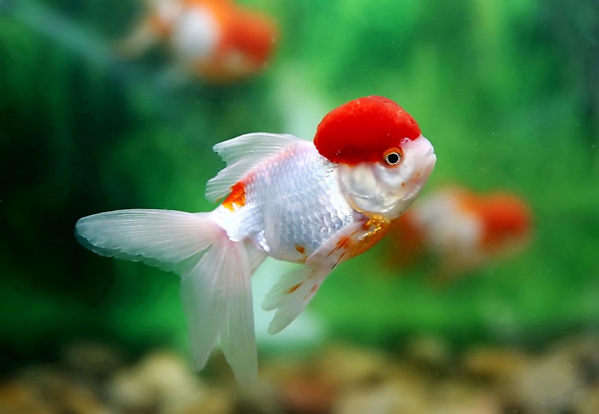 小金鱼的样子可爱图片
