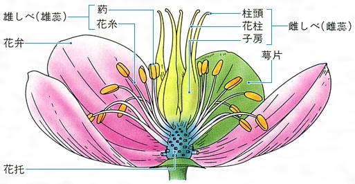 紫阳花の散ル顷に里番图片
