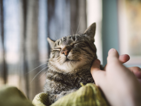 Quora精选：你的猫有多聪明