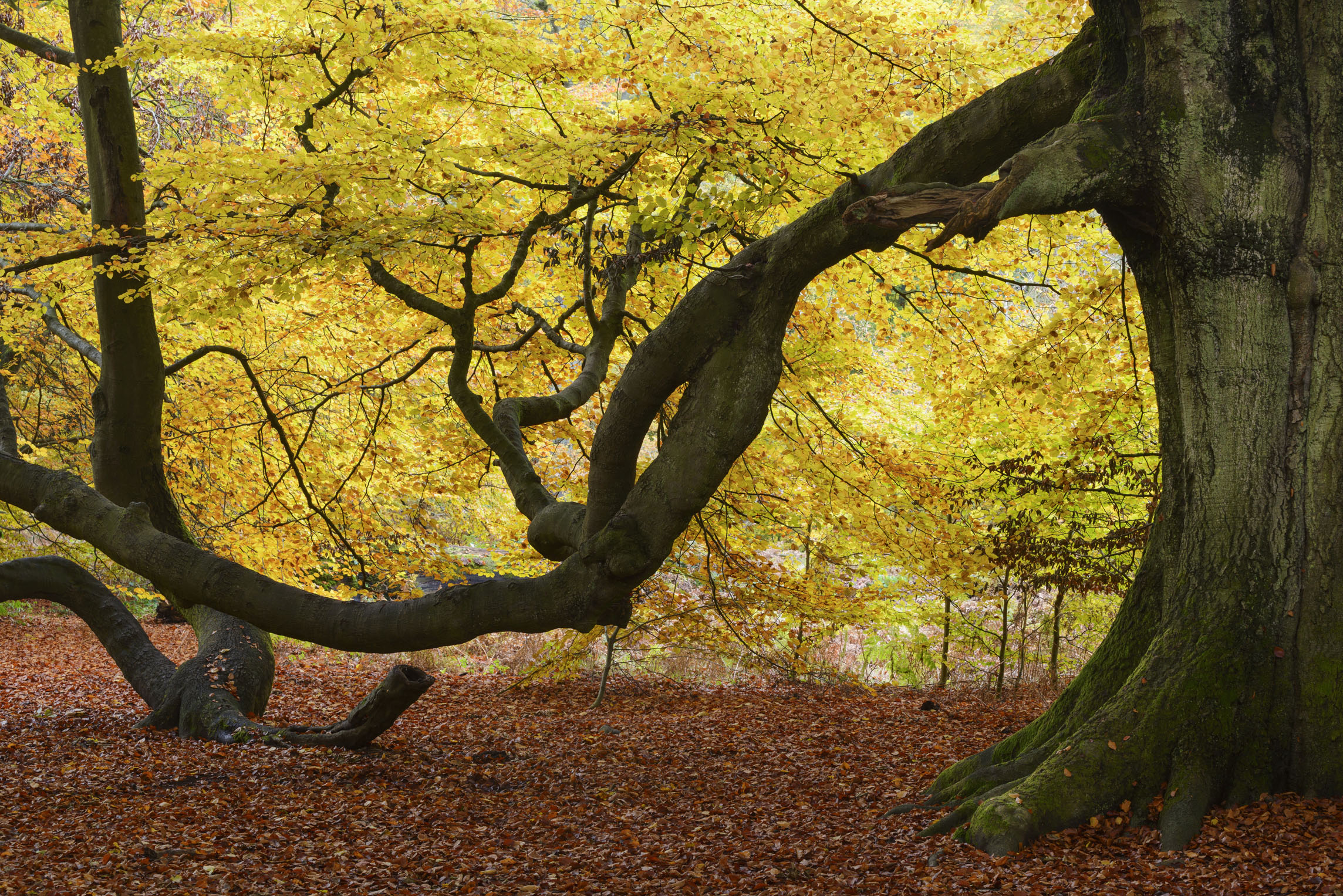 英语六级报名 这片原始森林位于黑森州,当中尽是几百岁的老树,幽静