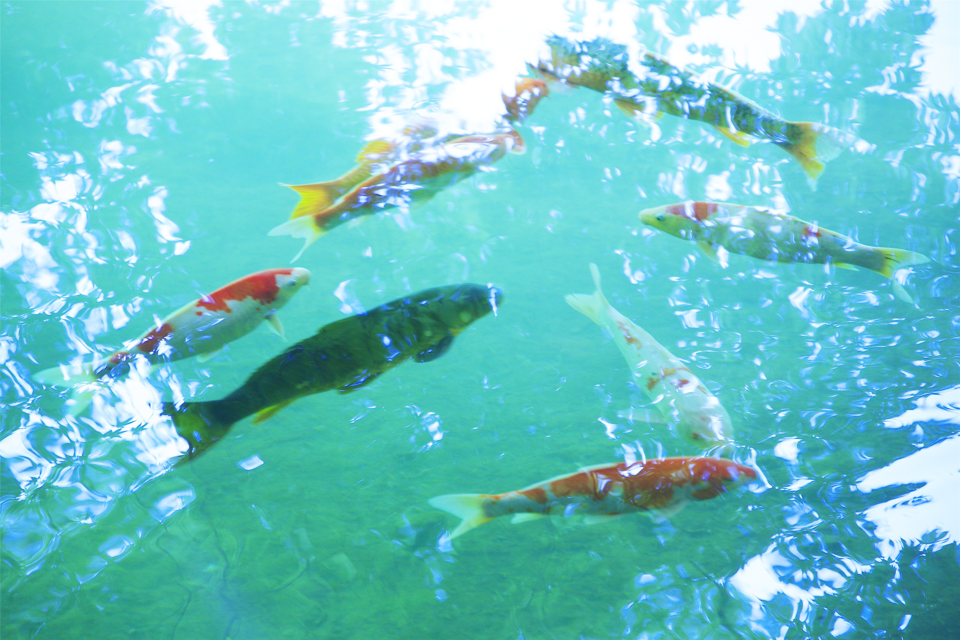 西语脑筋急转弯:池塘里还剩几条鱼?