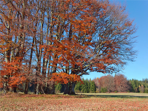 四级翻译，你一定不能错过的5大翻译技巧！