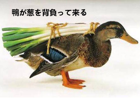 日语谚语：鴨が葱を背負って来る