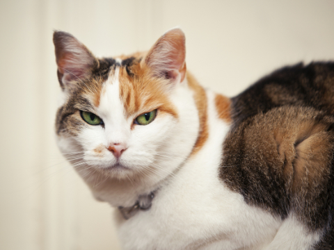 一词日历：新研究，神经质的人养的猫也会变神经