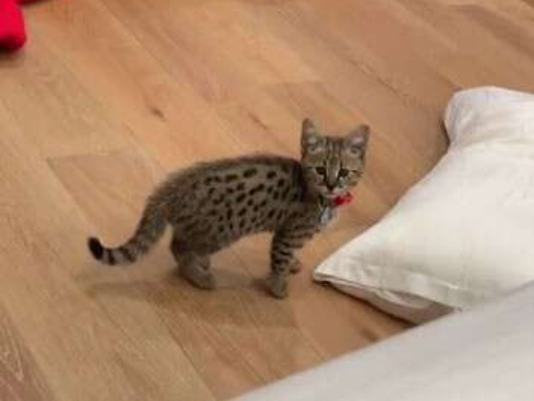 Justin Bieber夫妇喜添新丁，小猫咪叫寿司