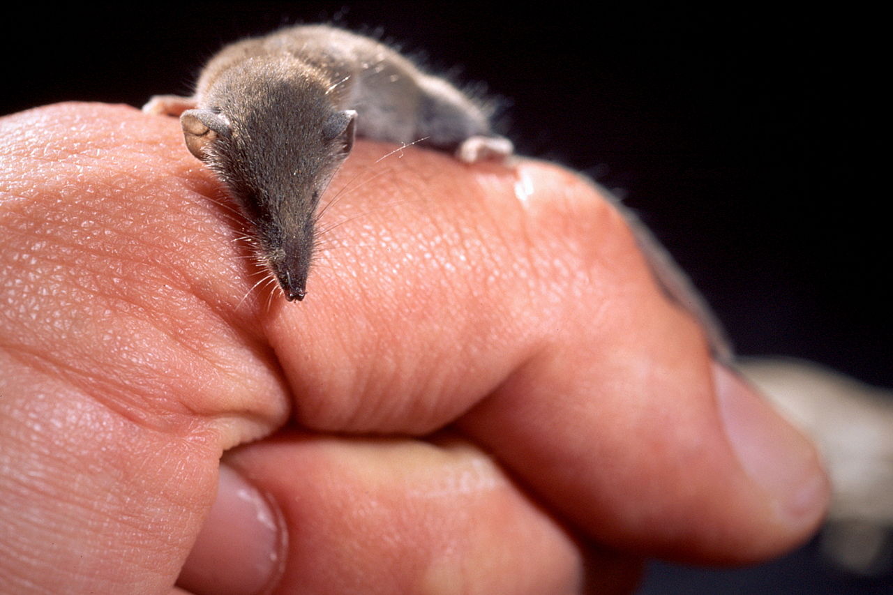 还有世界上最小的哺乳动物 侏儒鼩鼱 least dwarf shrew