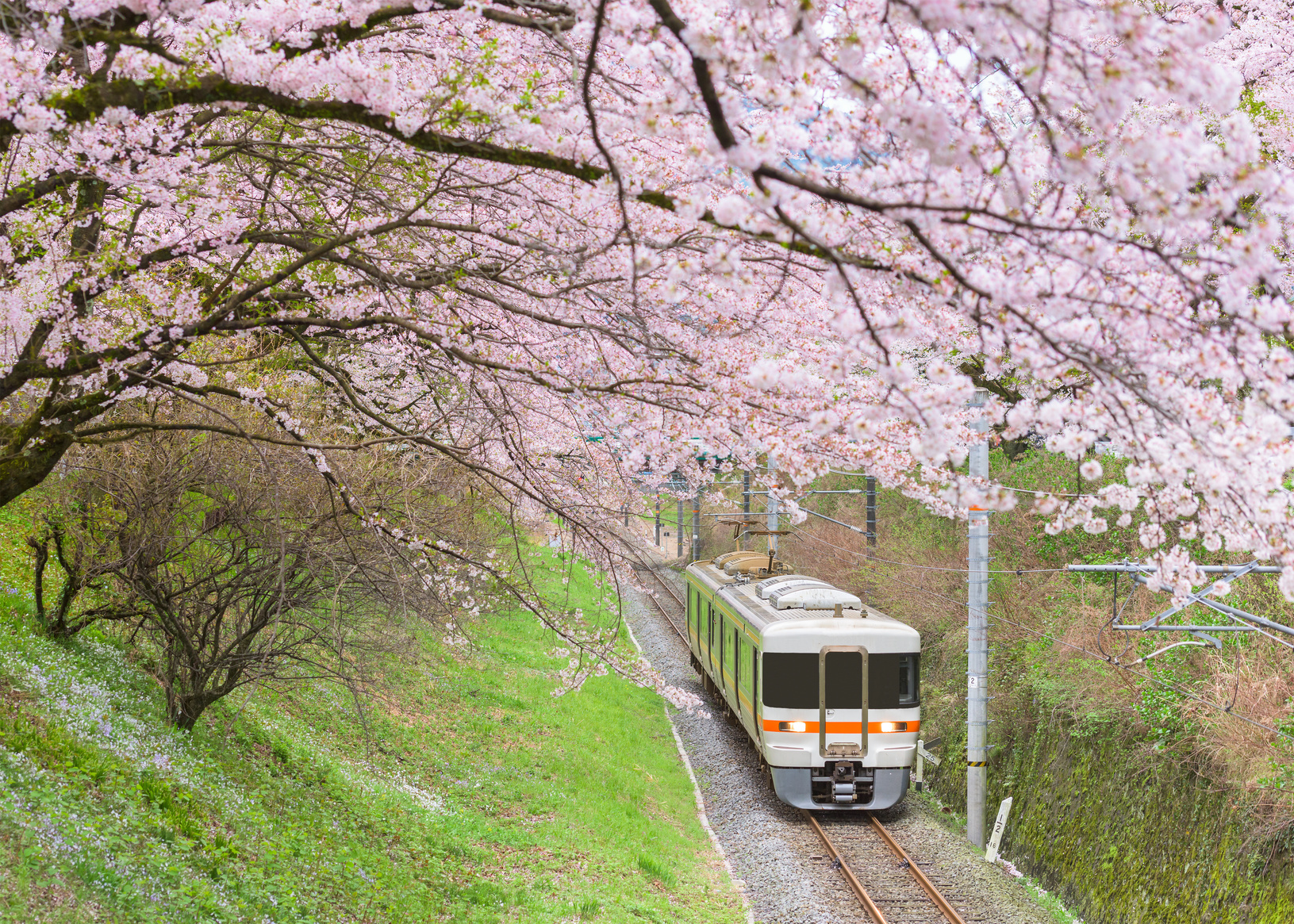 2019最新赏樱攻略：樱花季带你到日本看樱花