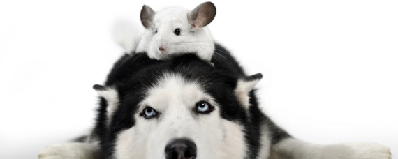 相信用英语怎么说