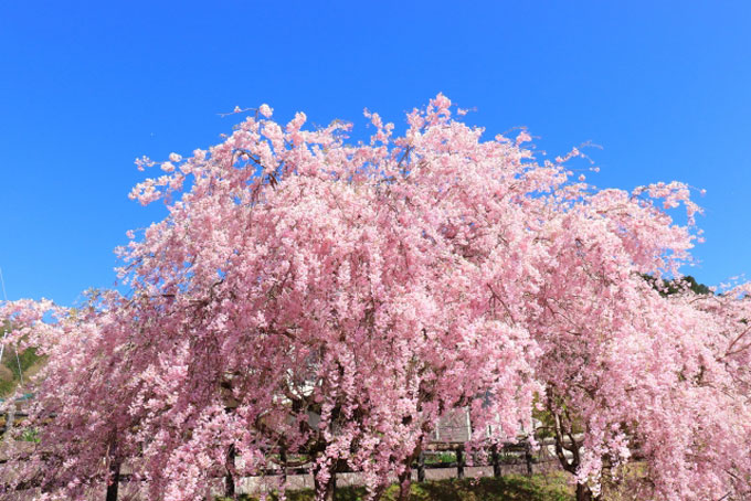 日语翻译 你知道日语中 桜 一词的由来吗 沪江日语