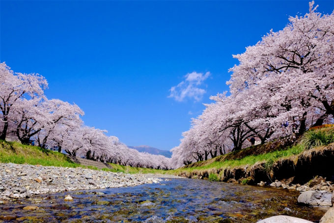 日语语法大全 你知道日语中 桜 一词的由来吗 沪江日语