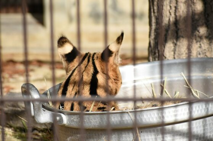 快到锅里来！u201c草原萌兽u201d薮猫的可爱睡颜_沪江日语学习网