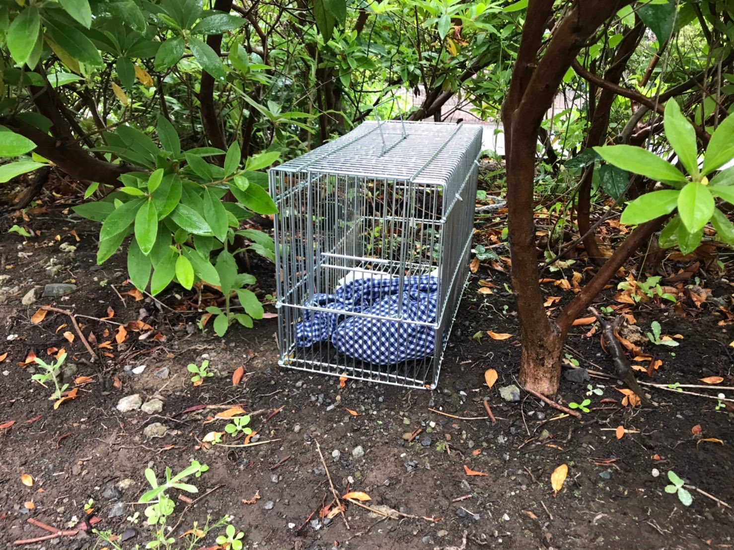 夏目漱石作品_横滨蟒蛇出逃！至今下落不明_沪江日语