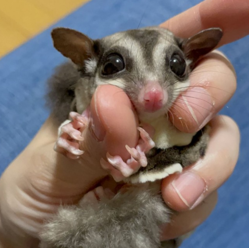 太可爱了 蜜袋鼯 小露 睡姿萌倒网友 日本社会 沪江日语