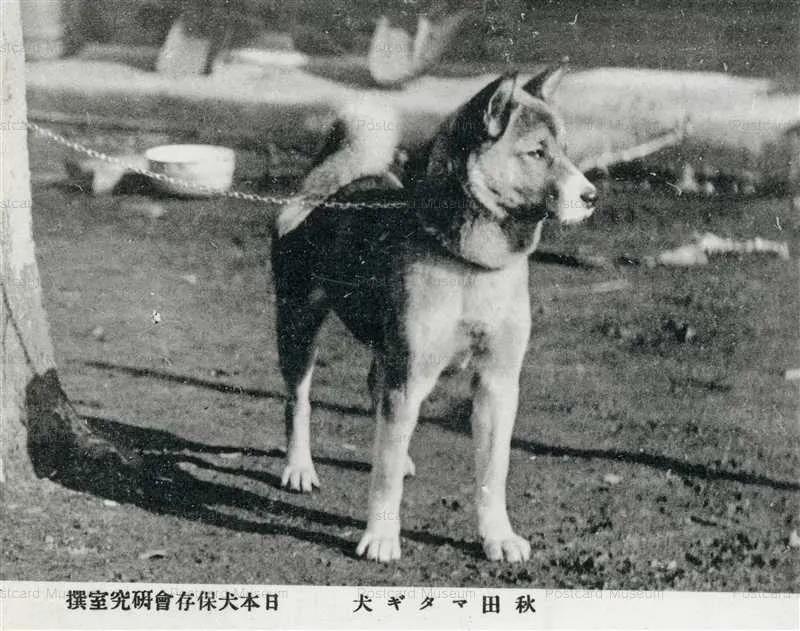 日语语法大全 柴犬和秋田犬 竟是一对 孪生兄弟 沪江日语