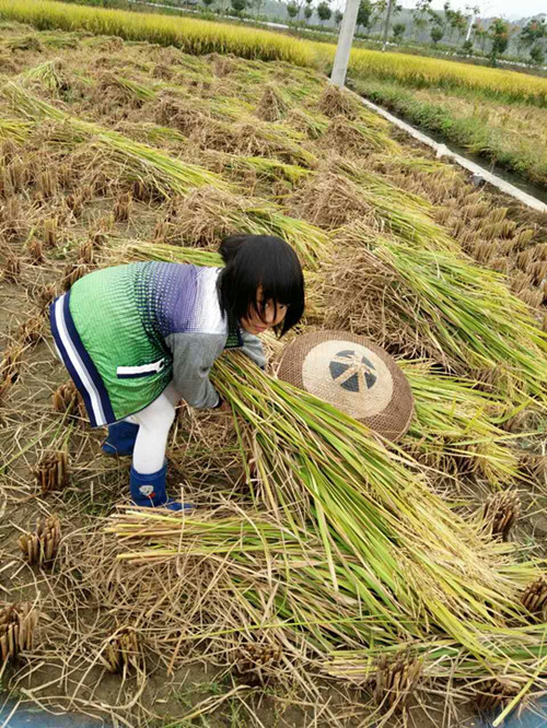 【国庆作业帖】【湖南新田小朋友带你割稻子啦!