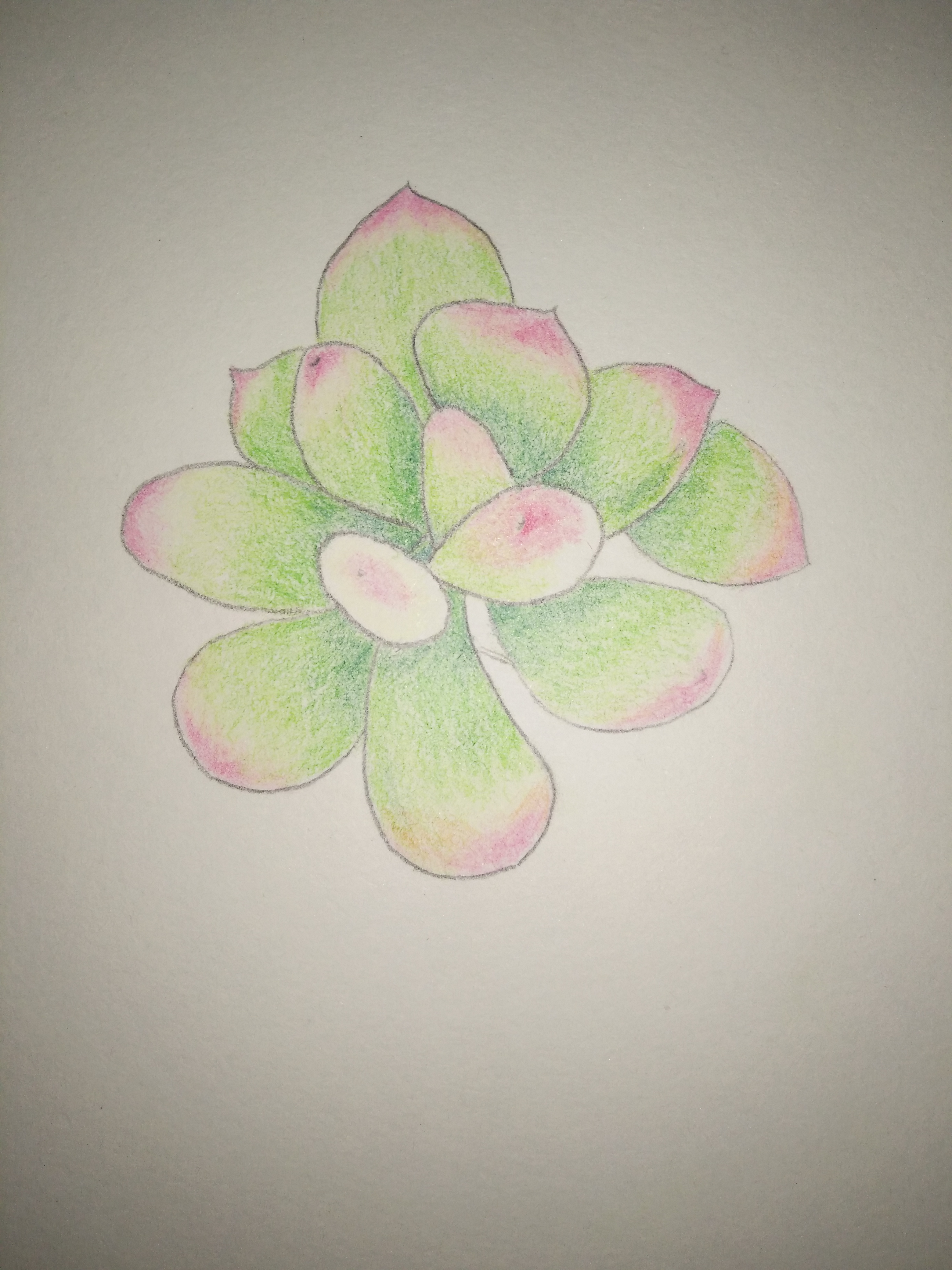 我的处女作,彩铅多肉之桃美人_漫画素描社_生活-沪江社团