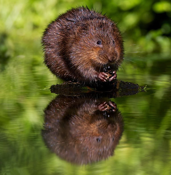 以下来看看water rat~~(感觉呆萌呆萌哒)