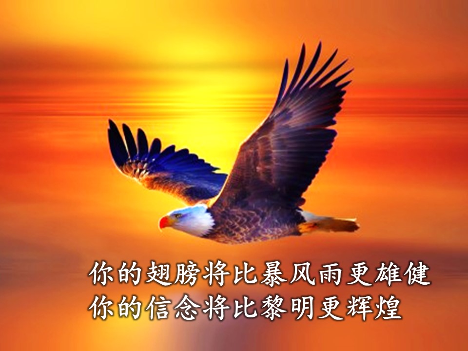 鹰之歌——我为什么要坚持开展"彩虹花和阅晨读课"?