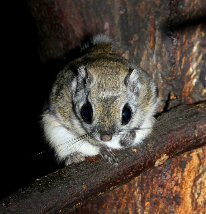 会飞的 小老鼠!