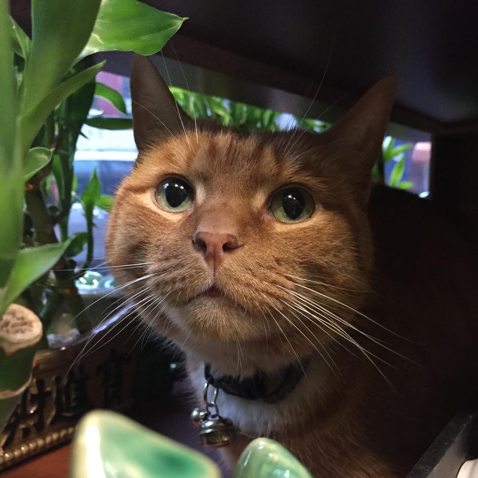 【TA人游戏我学习】现实版猫的报恩：9年风雨无阻为主人守店！