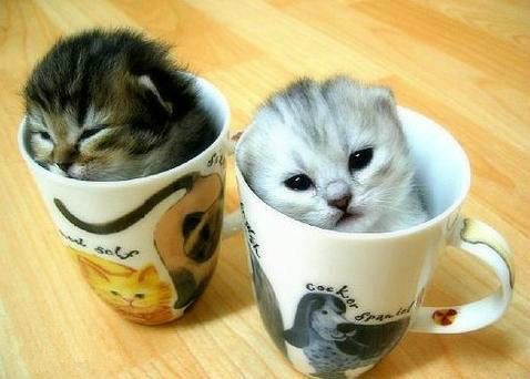 大千世界 动物世界` > 帖子  茶杯猫!